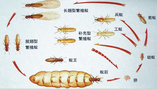 白蚁防治员