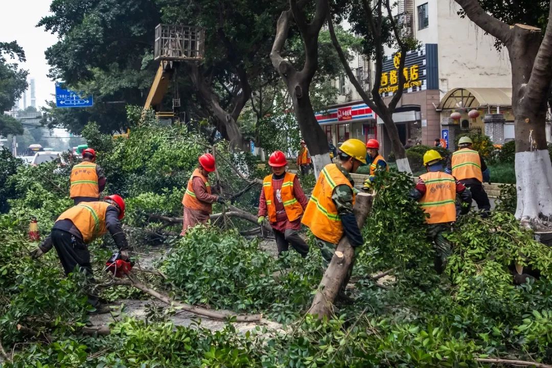 东莞园林绿化工如何报考有地区限制吗(图1)