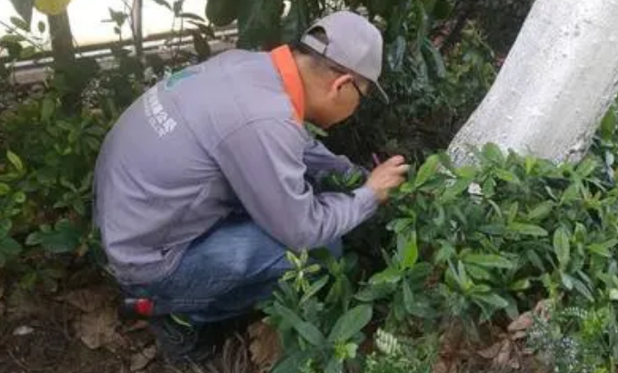 白蚁防治工
